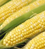 Corn 01