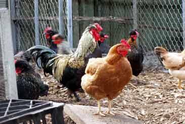 Chickens0814 05