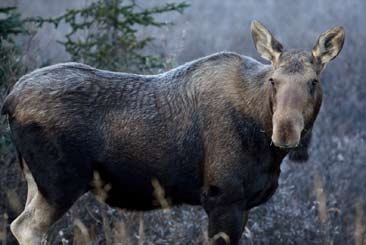 Moose1120 01 01 01 01