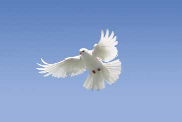 Dove peace