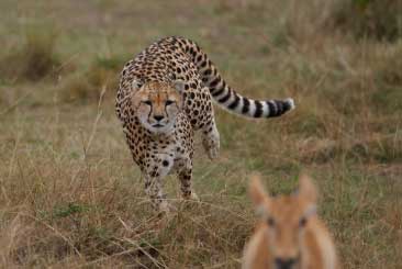 Cheetah on the hunt