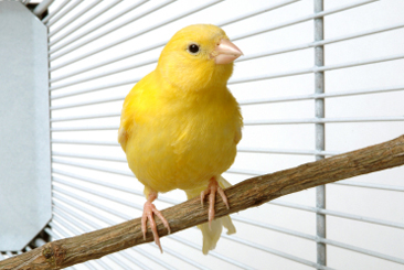 Canary