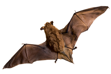 Bat