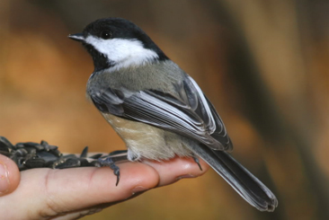 Birdinhand