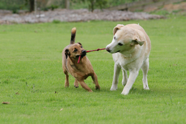 Tug of war a