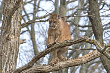 Cougar