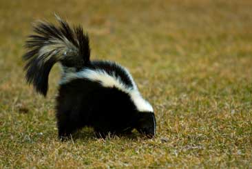 Skunk