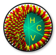 Hcvbubble