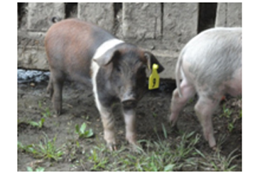 Somersetcountyjail pigs