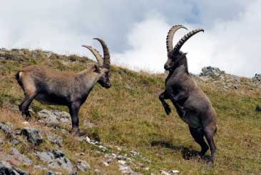 Fighting ibexes