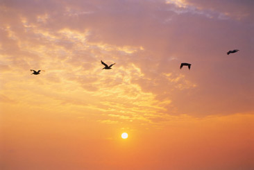 Birds sunrise
