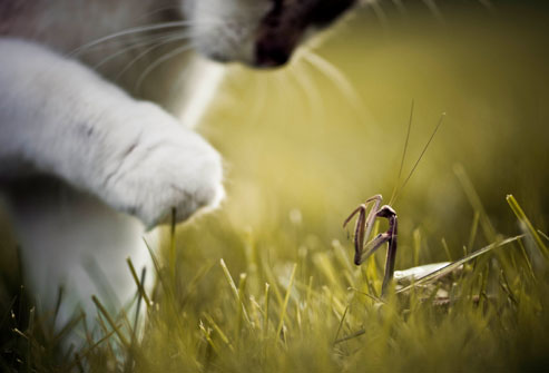 Getty rf photo of cat and praying mantis